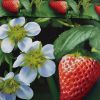 Dolce Mela - Strawberry, Nature Duvet Cover Set, Twin Bedding