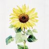 Follow The Sun Dishtowel