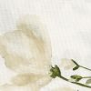 Austen Napkin