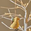 Chick Wool Felt Ornament