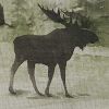 Watercolor Wildlife Dishtowel